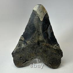 Megalodon Shark Tooth 5.72 Inch Authentic Large Fossil Natural Rare 20266