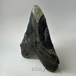 Megalodon Shark Tooth 5.72 Inch Authentic Large Fossil Natural Rare 20266