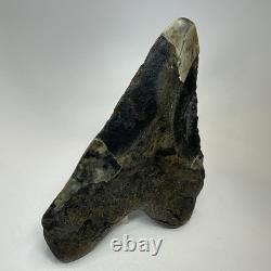 Megalodon Shark Tooth 5.72 Inch Authentic Large Fossil Natural Rare 20266