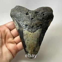Megalodon Shark Tooth 5.72 Inch Authentic Large Fossil Natural Rare 20266