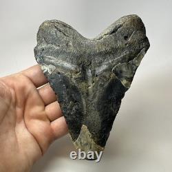 Megalodon Shark Tooth 5.72 Inch Authentic Large Fossil Natural Rare 20266