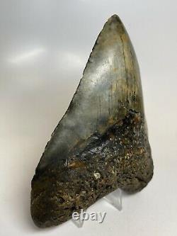 Megalodon Shark Tooth 5.72 Unique Beautiful Fossil Huge 7337