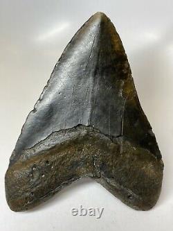 Megalodon Shark Tooth 5.72 Unique Beautiful Fossil Huge 7337