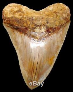 Megalodon Shark Tooth 5.72 in. FLAWLESS SERRATIONS INDONESIAN NO RESTORATION