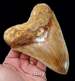 Megalodon Shark Tooth 5.72 in. FLAWLESS SERRATIONS INDONESIAN NO RESTORATION