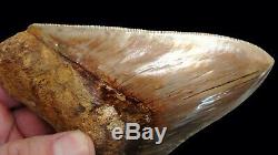 Megalodon Shark Tooth 5.72 in. FLAWLESS SERRATIONS INDONESIAN NO RESTORATION