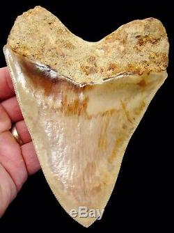 Megalodon Shark Tooth 5.72 in. FLAWLESS SERRATIONS INDONESIAN NO RESTORATION