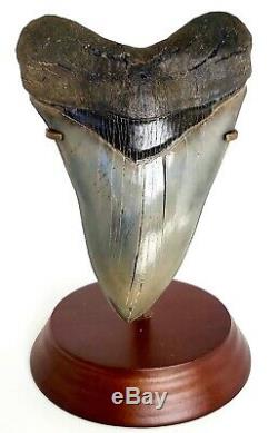 Megalodon Shark Tooth 5.72 in. FLAWLESS SERRATIONS INDONESIAN NO RESTORATION