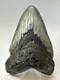 Megalodon Shark Tooth 5.72 Inch Huge Authentic Fossil Carolina Real 18734