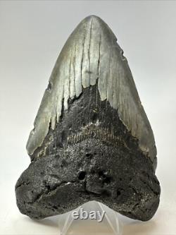 Megalodon Shark Tooth 5.72 inch Huge Authentic Fossil Carolina Real 18734