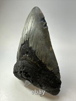 Megalodon Shark Tooth 5.72 inch Huge Authentic Fossil Carolina Real 18734