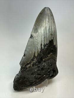 Megalodon Shark Tooth 5.72 inch Huge Authentic Fossil Carolina Real 18734
