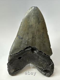 Megalodon Shark Tooth 5.72 inch Huge Authentic Fossil Carolina Real 18734