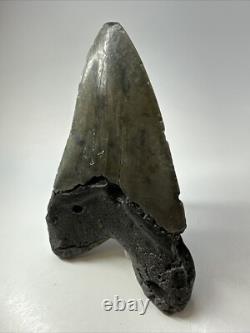 Megalodon Shark Tooth 5.72 inch Huge Authentic Fossil Carolina Real 18734