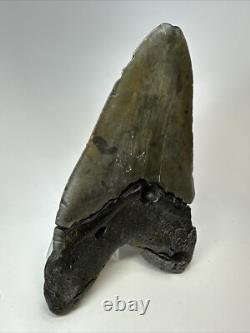 Megalodon Shark Tooth 5.72 inch Huge Authentic Fossil Carolina Real 18734