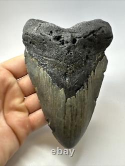 Megalodon Shark Tooth 5.72 inch Huge Authentic Fossil Carolina Real 18734