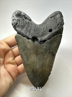 Megalodon Shark Tooth 5.72 inch Huge Authentic Fossil Carolina Real 18734