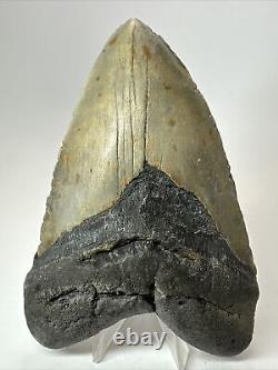 Megalodon Shark Tooth 5.73 Huge Authentic Fossil Amazing 18020