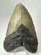Megalodon Shark Tooth 5.73 Huge Authentic Fossil Amazing 18020