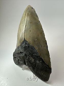 Megalodon Shark Tooth 5.73 Huge Authentic Fossil Amazing 18020