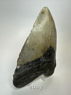 Megalodon Shark Tooth 5.73 Huge Authentic Fossil Amazing 18020