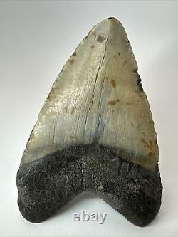 Megalodon Shark Tooth 5.73 Huge Authentic Fossil Amazing 18020