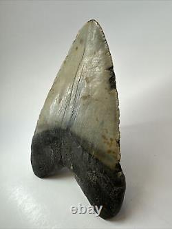 Megalodon Shark Tooth 5.73 Huge Authentic Fossil Amazing 18020