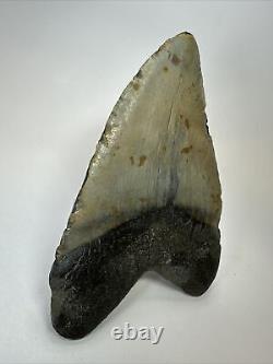 Megalodon Shark Tooth 5.73 Huge Authentic Fossil Amazing 18020