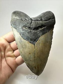 Megalodon Shark Tooth 5.73 Huge Authentic Fossil Amazing 18020