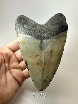 Megalodon Shark Tooth 5.73 Huge Authentic Fossil Amazing 18020