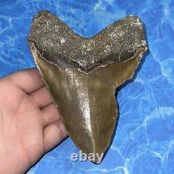 Megalodon Shark Tooth 5.73 Huge Teeth Big Meg Scuba Diver Direct Fossil Nc 6558