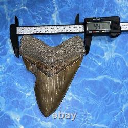 Megalodon Shark Tooth 5.73 Huge Teeth Big Meg Scuba Diver Direct Fossil Nc 6558