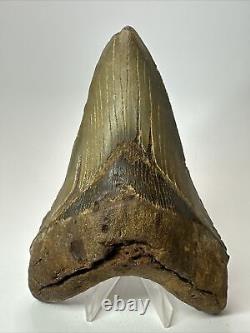 Megalodon Shark Tooth 5.73 Lower Jaw Dagger Fossil Authentic 17637