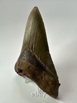 Megalodon Shark Tooth 5.73 Lower Jaw Dagger Fossil Authentic 17637