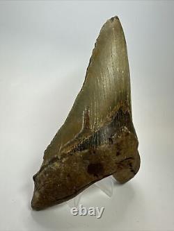 Megalodon Shark Tooth 5.73 Lower Jaw Dagger Fossil Authentic 17637