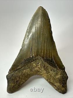 Megalodon Shark Tooth 5.73 Lower Jaw Dagger Fossil Authentic 17637