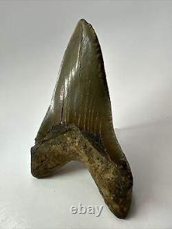 Megalodon Shark Tooth 5.73 Lower Jaw Dagger Fossil Authentic 17637