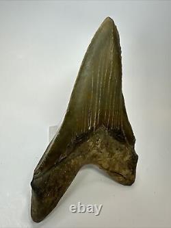 Megalodon Shark Tooth 5.73 Lower Jaw Dagger Fossil Authentic 17637