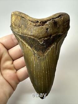 Megalodon Shark Tooth 5.73 Lower Jaw Dagger Fossil Authentic 17637