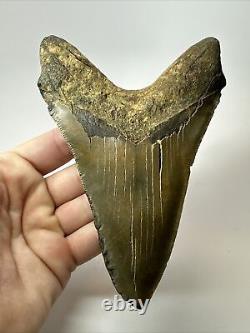 Megalodon Shark Tooth 5.73 Lower Jaw Dagger Fossil Authentic 17637