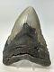 Megalodon Shark Tooth 5.73 Massive Authentic Fossil Amazing 18761