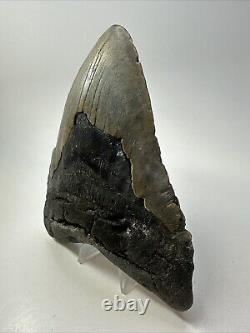 Megalodon Shark Tooth 5.73 Massive Authentic Fossil Amazing 18761