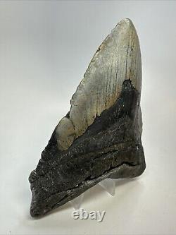 Megalodon Shark Tooth 5.73 Massive Authentic Fossil Amazing 18761