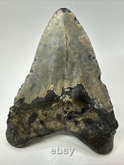 Megalodon Shark Tooth 5.73 Massive Authentic Fossil Amazing 18761