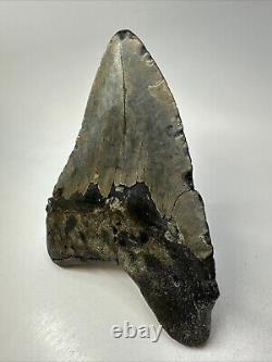 Megalodon Shark Tooth 5.73 Massive Authentic Fossil Amazing 18761