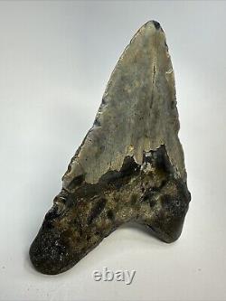 Megalodon Shark Tooth 5.73 Massive Authentic Fossil Amazing 18761