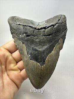 Megalodon Shark Tooth 5.73 Massive Authentic Fossil Amazing 18761