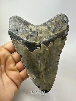 Megalodon Shark Tooth 5.73 Massive Authentic Fossil Amazing 18761