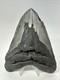 Megalodon Shark Tooth 5.73 Inch Huge Authentic Fossil Amazing Real 18835