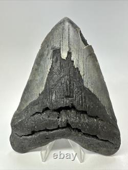 Megalodon Shark Tooth 5.73 inch Huge Authentic Fossil Amazing Real 18835